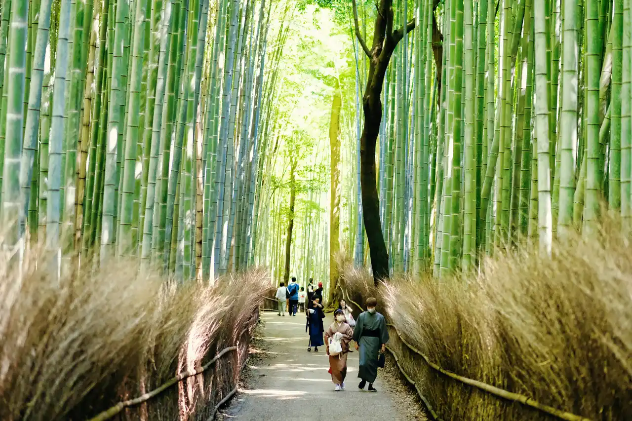 Guía del Bosque de Bambú de Arashiyama: Qué es y por qué visitar este icono de Kioto