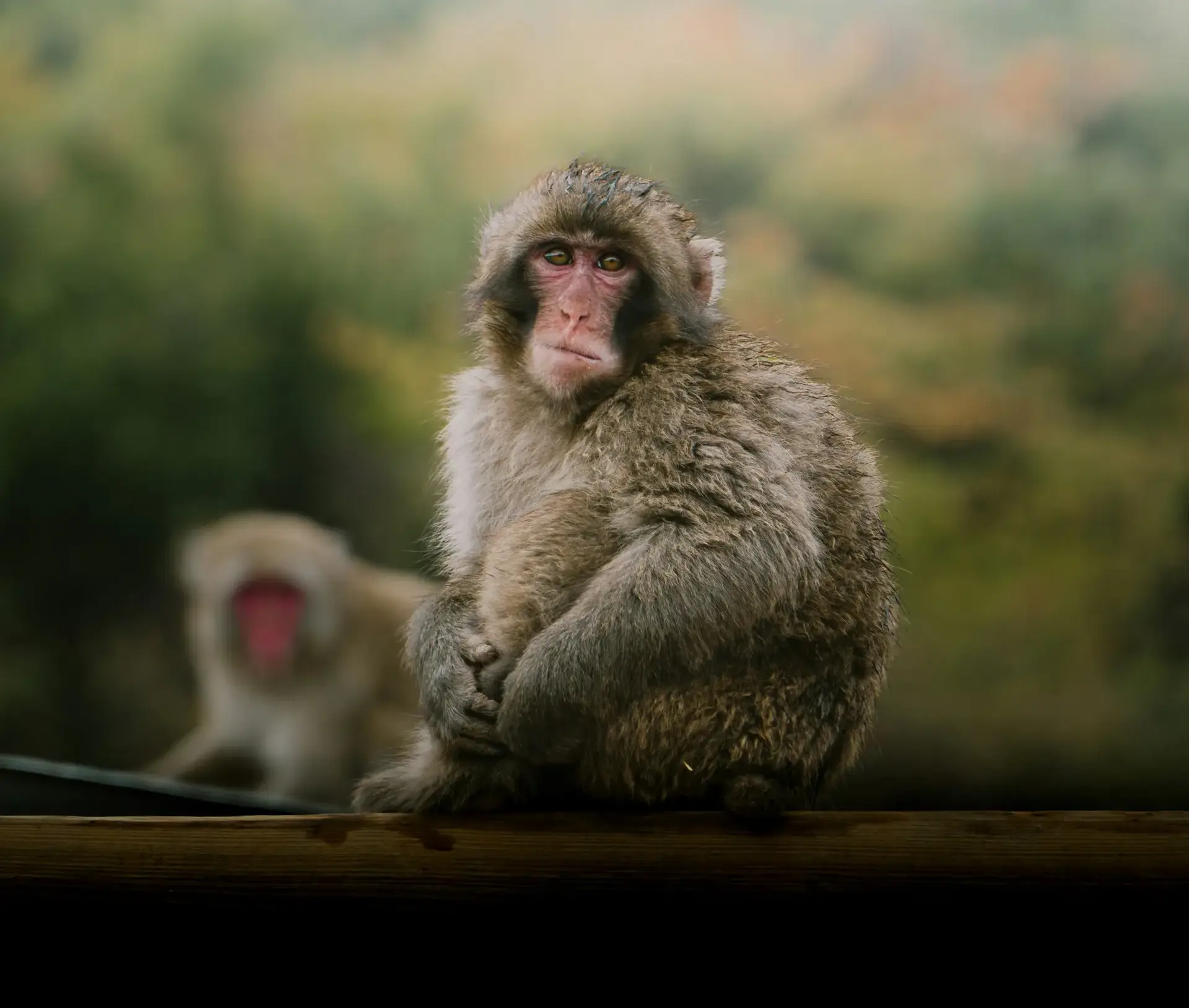 Iwatayama Monkey Park: macacos japoneses y vistas panorámicas de Kioto